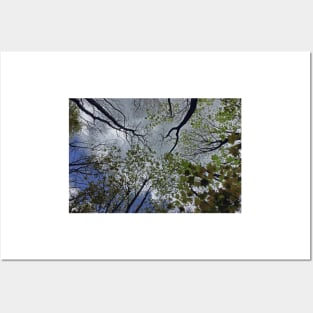 Tree canopy in the spring Posters and Art